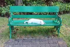 Lumphini Park - Bangkok