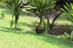 Kuala Lumpur Deer Park 07