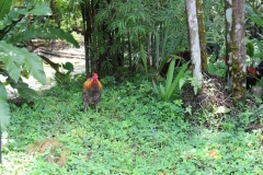 Kuala Lumpur Deer Park 09