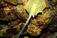 Sharm El Naga - Blaupunktrochen