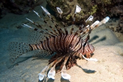 Sharm El Naga - Feuerfisch