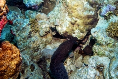 Sharm El Naga - Muräne