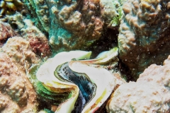 Sharm El Naga - Riesenmuschel