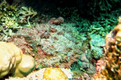 Sharm El Naga - Steinfisch