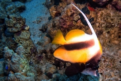 Sharm El Naga - Wimpelfisch
