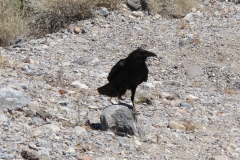 Begrüßungskomitee - Death Valley