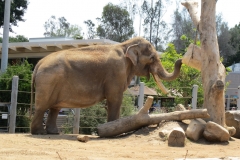 San Diego Zoo
