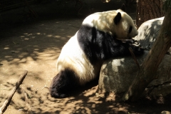 San Diego Zoo
