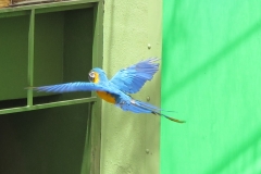 Universal’s Animal Actors