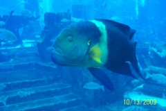 Aquarium Dubai