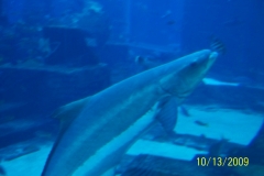 Aquarium Dubai