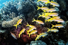 Ducks-Diving-El-Quseir-001