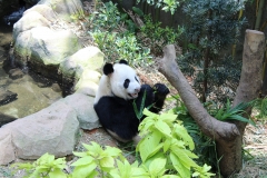 Panda 01