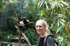 Panda 03