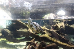 River Safari 01