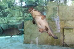 River Safari 05
