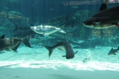 River Safari 06