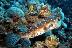 Sharm El Naga - Igelfisch