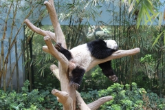 Panda 02
