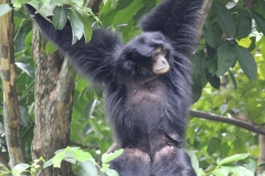 Singapur Zoo 01