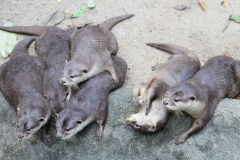 Singapur Zoo 02