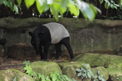 Singapur Zoo 03