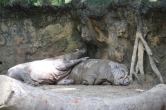 Singapur Zoo 04
