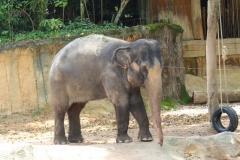 Singapur Zoo 07