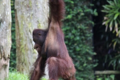 Singapur Zoo 08