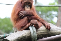 Singapur Zoo 09