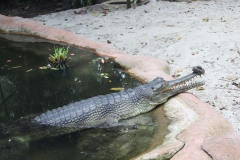 Singapur Zoo 10