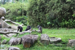 Singapur Zoo 11