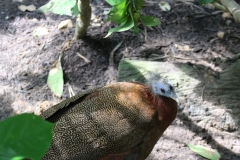 Singapur Zoo 16