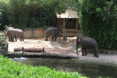 Singapur Zoo 18