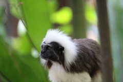 Singapur Zoo Eingang 01