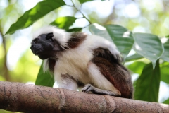 Singapur Zoo Eingang 02