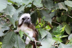 Singapur Zoo Eingang 03