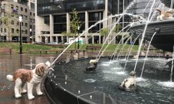 Hundebrunnen in Toronto