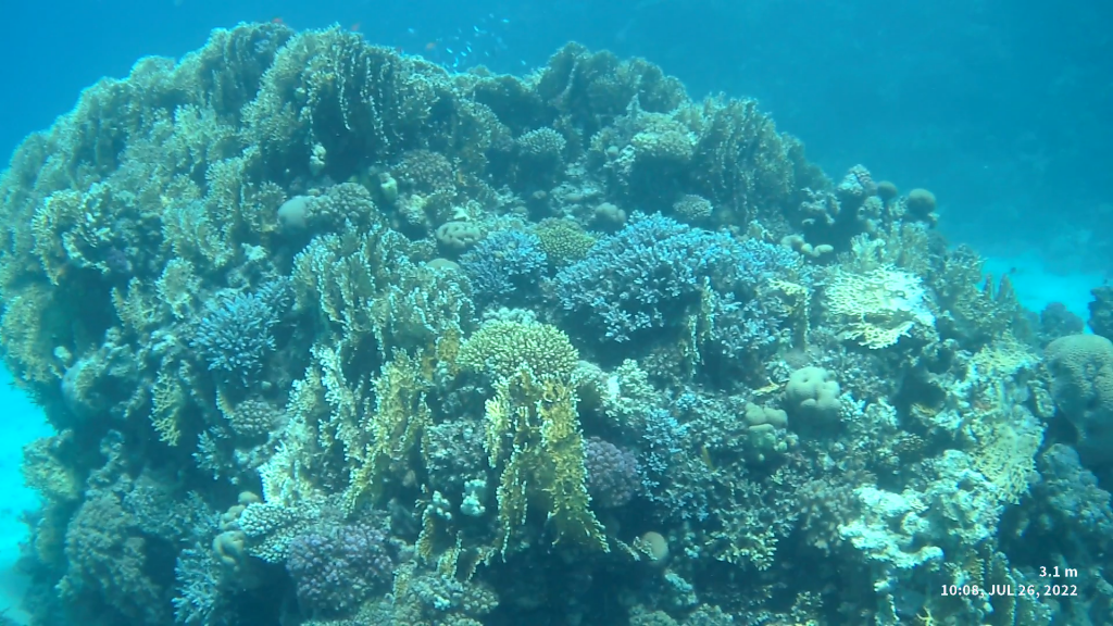 Gamul Kebir - Korallen